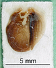 CollectionObject 1501763; a16ccdfd-aaba-4bca-93f6-acf249a6cc61: male, tegmen (paralectotype). (CollectionObject).