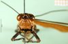 CollectionObject 1576220; e5b30786-4ed1-457f-8570-90234519c9f1: female, frontal view (allotype). (CollectionObject).