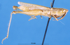 female, lateral view (paratype). Depicts CollectionObject 1581397; b293aa12-7d62-4e3e-9734-587383875577, a CollectionObject.