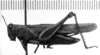 CollectionObject 1531148; 816647b7-d6d9-472e-88a6-ce249c8c58e7: Image Carbonell, C.S. female, lateral view (syntype of Gryllus violaceus). (CollectionObject).