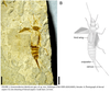 Grammoderma identicum Yin, Shih, Engel & Ren, 2024: Grammoderma identicum, female. (Otu).