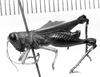 CollectionObject 1521519; 0e72f18d-1001-41df-b792-f689860906fc: Image Carbonell, C.S. male, lateral view (holotype). (CollectionObject).