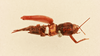 CollectionObject 2067023; 35d4a1a5-5397-48bc-9b30-39d6d97f4683, NHMUK015982263: female, dorsal view (holotype). (CollectionObject).