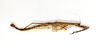 CollectionObject 1598569; 191cadf6-7220-43a5-80b8-e60780aadf8e: copyright ETHZ. female, dorsal view (syntype). (CollectionObject).
