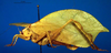 CollectionObject 1500588; 091bb242-262d-4ce0-8b1d-d78a7002f953: female, lateral view (holotype). (CollectionObject).