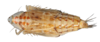 Habitus, dorsal view: !! display not done !! on Cumora (Cumora) Oman, 1938: n.sp. AR 1: (Observation).