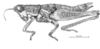 Roppacris griseipes Amédégnato & Descamps, 1979: Fig. 86. female, habitus. (Otu).