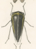 Habitus, dorsal view: !! display not done !! on Atymna nigricephala (Emmons, 1855): (Observation).