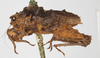 CollectionObject 1517873; a6edab09-c0dd-4912-990d-04d9642e1c12, NHMUK010362930: female, lateral view (syntype). (CollectionObject).