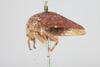 Habitus, lateral view: !! display not done !! on Carynota muskokensis Goding, 1893: (Observation).