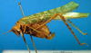 CollectionObject 1502444; 05558ff4-3292-47cd-8e68-a0b355009cd2: female, lateral view. (CollectionObject).