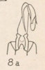Pygofer, ventral view: !! display not done !! on Oecleus delongi Caldwell, 1944: (Observation).