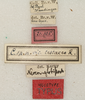 labels (syntype). Depicts CollectionObject 1531639; 6259563a-1b9d-483b-b58f-0223eb9227b8, a CollectionObject.