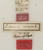 CollectionObject 1531639; 6259563a-1b9d-483b-b58f-0223eb9227b8: labels (syntype). (CollectionObject).