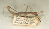 CollectionObject 1559779; cb0744da-dbbc-448c-bd68-296620cb1a6f: copyright Oliver Zompro. female (syntype). (CollectionObject).;CollectionObject 1559780; e5f78fb6-2fad-49c7-be8e-91a788421c09: copyright Oliver Zompro. female (syntype). (CollectionObject).