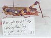 Rhyphoscirtus stragulatus Amédégnato & Descamps, 1979: Image Carbonell, C.S. female (allotype). (Otu).