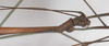 Singaporoidea albilateralis (Hennemann, 1998): copyright F. Hennemann. male: head, lateral view (paratype). (Otu).