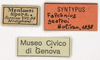CollectionObject 1577319; bfa56659-15c4-43b8-b2d6-abedf2b4da86: labels (syntype). (CollectionObject).