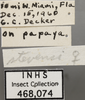 Other: !! display not done !! on Matsumurasca (Solanasca) stevensi (Young, 1953): Labels. Labels for the specimen used for the dorsal, lateral and face images. (Observation).
