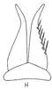 Subgenital plate: !! display not done !! on Atanus nitidus (Linnavuori, 1955): subgenital plates, ventrally. (Observation).