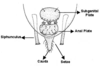 Ventral View of Abdomen. Depicts Aedeagus, lateral view., an Observation.