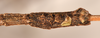 CollectionObject 1558464; 265a6e3d-8035-485c-aba9-aec681d49b9a: copyright OUMNH. male: end of abdomen, ventral view (syntype). (CollectionObject).;CollectionObject 1558465; d166c98e-8403-4894-9ef3-61957b4ef40b: copyright OUMNH. male: end of abdomen, ventral view (syntype). (CollectionObject).