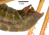 CollectionObject 1575352; 86c3acf4-7990-48d1-b219-04f563e8a432: male tip of abdomen, lateral view (paratype). (CollectionObject).