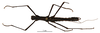 CollectionObject 1563909; a4e2bdaa-0ae9-4edf-9b03-bc360b191eeb: copyright MNHN, Paris. male (holotype). (CollectionObject).