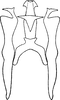 Aedeagus, ventral view: !! display not done !! on Hymetta balteata McAtee, 1919: Aedeagus, connective, and styli. (Observation).