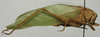 male, lateral view. Depicts CollectionObject 1566582; 9980d4ad-2bfc-40ff-b44a-206897bb56a3, a CollectionObject.