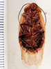Panchlora regalis Hebard, 1926: Photo by Heidi Hopkins. ventral habitus. (Otu).