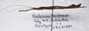 Parabrosoma brevifemurum Seow-Choen, 2018: (Otu).