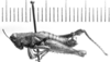 CollectionObject 1524818; 3700c52e-640c-400e-999d-05e38bd23156: male, lateral view (lectotype). (CollectionObject).