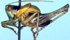 Karniella bullata Rehn, 1914: male, lateral view (not a type, from Uganda, Chagwe, Hulange). (Otu).