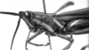 CollectionObject 1521522; 0bf30b91-8f5e-4d2d-9cad-aacd66faa96c: Image Carbonell, C.S. female head and pronotum, lateral view (holotype). (CollectionObject).