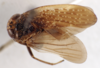 Habitus, dorsal view on Docalidia uberia Nielson, 1979: (Observation).