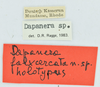 CollectionObject 1581205; 45c598eb-b24d-40e1-93dd-bbbe12cc7519: labels (holotype). (CollectionObject).