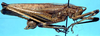 CollectionObject 1499288; 48f1af7f-ebfc-4caf-a0ef-29edcfde51f2: male, lateral view (holotype). (CollectionObject).