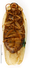 CollectionObject 1587238; MNHN(SF IMPORT DUPLICATE) MNHN-EP-EP1186, 9dc23899-c254-47f1-8e60-28ae720ed8ee: CC BY-NC-ND 4.0/MNHN - Depraetere Marion - 2014. Paratype, male, of puerilis Rehn, 1937. Specimen number: MNHN-EP-EP1186. http://coldb.mnhn.fr/catalognumber/mnhn/ep/ep1186. (CollectionObject).