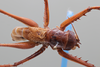 CollectionObject 2229687; b0bc9c22-3f28-4552-89af-a3bde19e6cb7: Male, dorsal habitus. (CollectionObject).