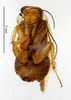 CollectionObject 1587755; MNHN(SF IMPORT DUPLICATE) MNHN-EP-EP1431, f613cb0d-543b-426b-8942-dde76440c853: CC BY-NC-ND 4.0/MNHN - Depraetere Marion - 2014. Non type, female. Specimen number: MNHN-EP-EP1431. http://coldb.mnhn.fr/catalognumber/mnhn/ep/ep1431. (CollectionObject).