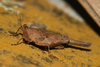 CollectionObject 1599712; 7828d5cd-2a26-4789-8826-43d5a20893e2: female (paratype). (CollectionObject).