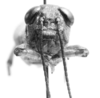 CollectionObject 1526824; 31472076-547c-427c-95ef-5b9bac53a247: male, frontal view. (CollectionObject).