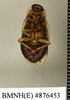 CollectionObject 1573069; 43641197-c450-436f-adcf-48a6a7c528a0: Copyright Natural History Museum, London. Non-type (adult female) in BM(NH). Ventral view. (CollectionObject).