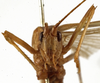 CollectionObject 1530630; 71275256-5846-4358-ba10-f15b51ff9583: female, frontal view (paralectotype of Tylopsis meruensis). (CollectionObject).