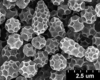 Brochosomes on Cuerna alpina Oman & Beamer, 1944: CR454 | U.S.A., Montana, Madison Co., Wisconsin Creek Rd. 4.3mi NE Sheridan, R. Rakitov [#04-51], 23-V-2004, DNA voucher CR49 | INHS. (Observation).