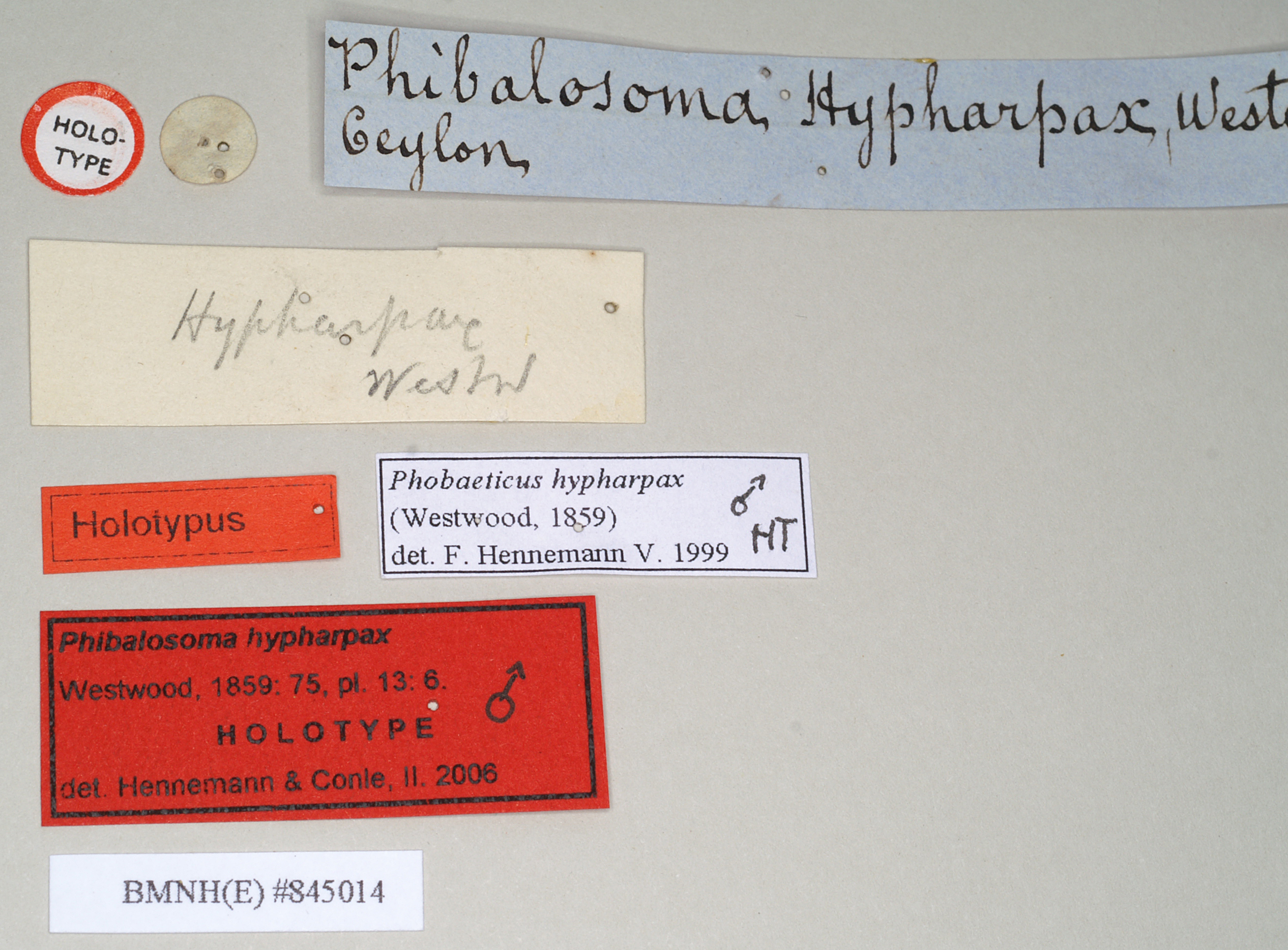 copyright Natural History Museum, London. male, data labels [roud label reversed] of Phibalosoma hypharpax (holotype). Depicts CollectionObject 1561143; NHMUK(SF IMPORT DUPLICATE) 845014, 7b0cf27c-1ad1-46d0-b325-7f53ac15ad26, a CollectionObject.