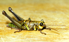 Exerythracris volcanica Rowell, 1995: female (Costa Rica). (Otu).
