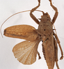 CollectionObject 1534735; 94b56ed9-1d7f-4b61-907f-e5d3ce4c8af8: male, dorsal view (paralectotype). (CollectionObject).