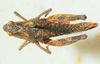 CollectionObject 1526831; ba5055e5-ad07-4767-82f5-fff6f40a7b42: female, dorsal view (paratype). (CollectionObject).